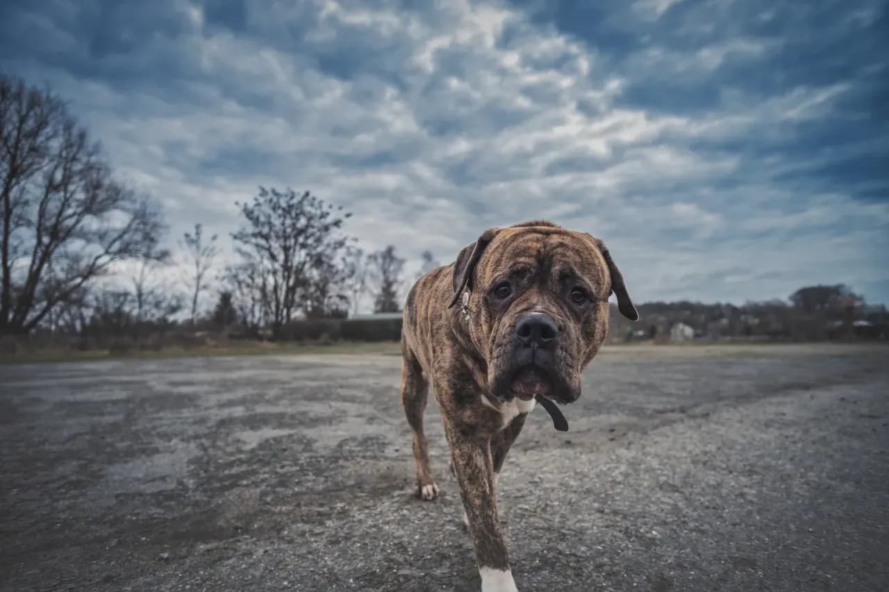 Ile kosztuje psi hotel? Sprawdź ceny i ukryte koszty pobytu