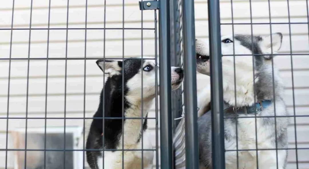 Jak założyć hotel dla psów: uniknij najczęstszych błędów i kosztów