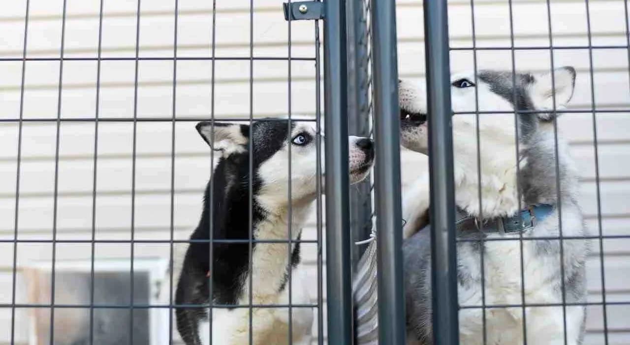 Jak założyć hotel dla psów: uniknij najczęstszych błędów i kosztów